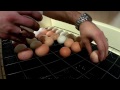 Инкубатор Золушка(98 яиц) (мой фильм о сборке,закладке и выводе)