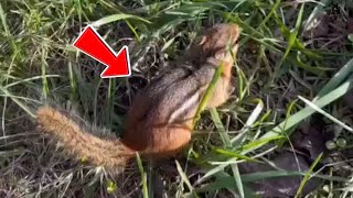 A Tiny Chipmunk’s Rescue and the Unbreakable Bond of Compassion.