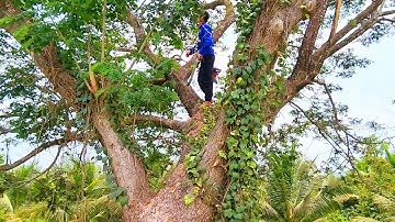 Trembesi tree saw super giant with many vines / Cưa cây Trembesi siêu khủng nhiều dây leo | T.220