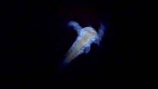 Curtis' baby brine shrimp (sea monkey) nauplii