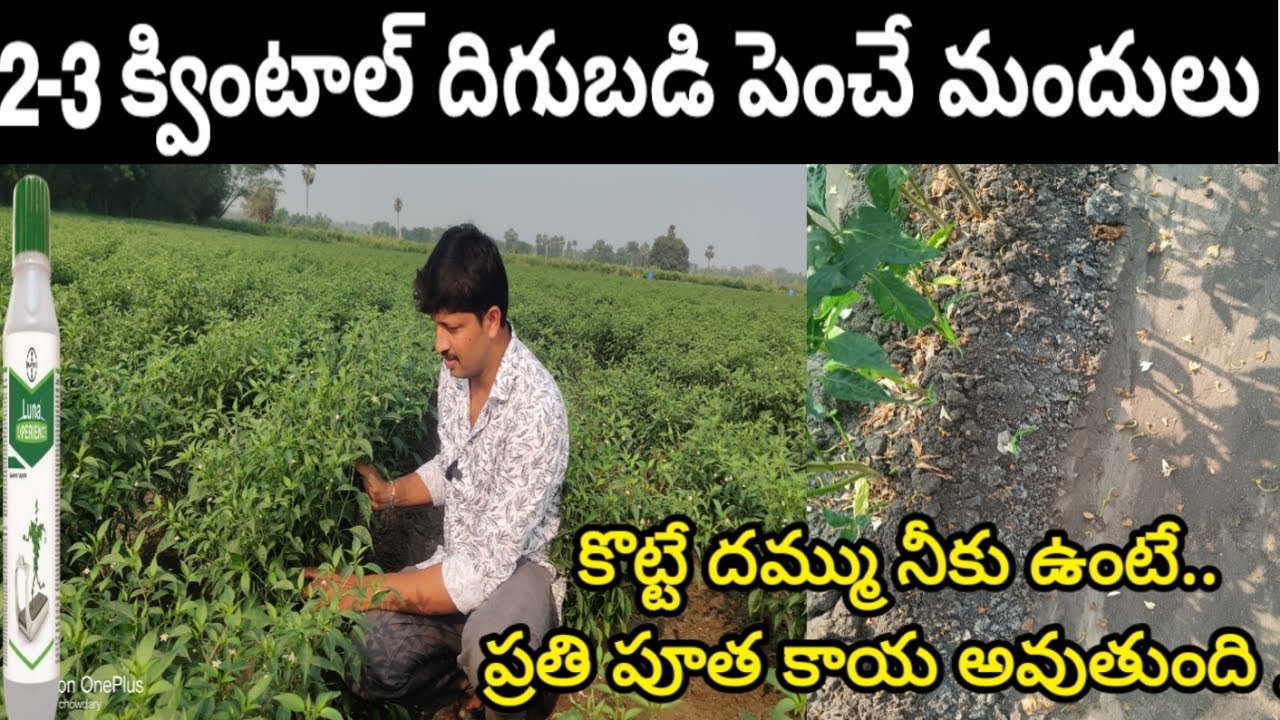 #మిరప లో పూత రాలకుండా పండు పూత కి నేను స్పే చేస్తున్న మందులు ..తోట లో నే ఉండాలి అనిపిస్తుంది