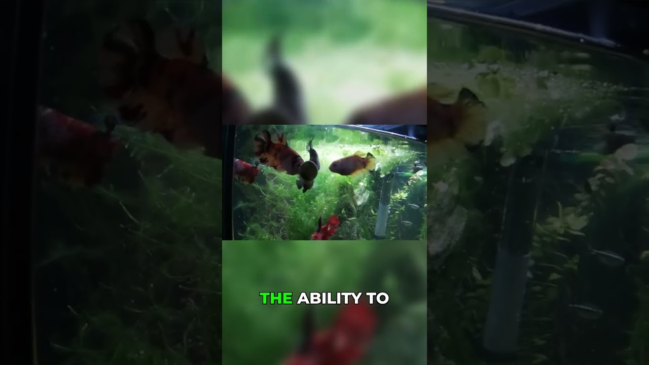 Are You Ready for a Betta Sorority? It's NOT Easy!