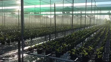 Béc tưới G9 được khách hàng quay thực tế sau khi lắp đặt cho vườn lan