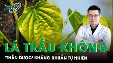 Lá trầu không: Từ miếng ăn trầu đến ‘thần dược’ kháng khuẩn tự nhiên | SKĐS