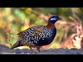 Francolim Negro - Uma ave de extrema beleza