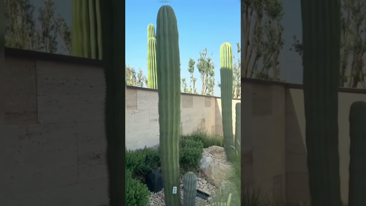 #cactus