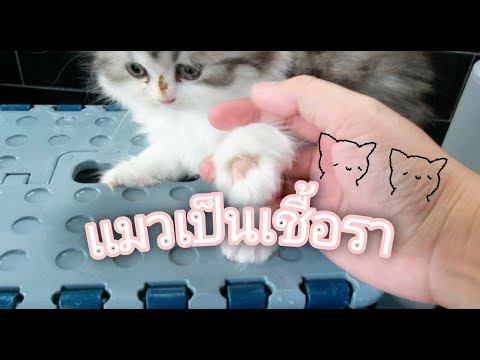 วิธีอาบน้ำแมวที่เป็นเชื้อรา | แมวส่งของ