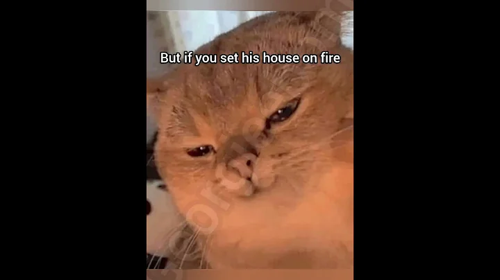 Don't give him a candle #cat #funny #fyp #meme #georgieebom
