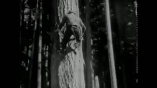 Climbing a tree circa 1945   Logging   Lumberjacks