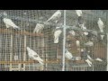 Iranian High Flyers pigeons -İran yüksek üçüş güvercini کبوتر اصیل ایران از تهران و کاشان