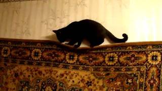 Valyakovich-Best cat (((