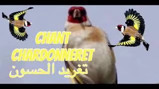 تغريد الحسون الجميل chant chardonneret