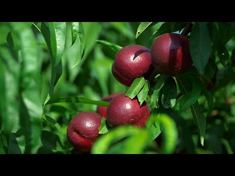 Vidéo: Récolte des nectarines - Apprenez comment et quand cueillir une nectarine