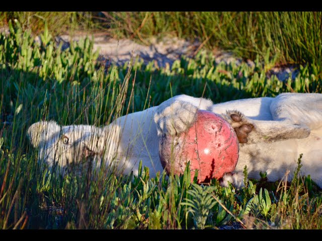 Boomer Balls | Panthera Africa