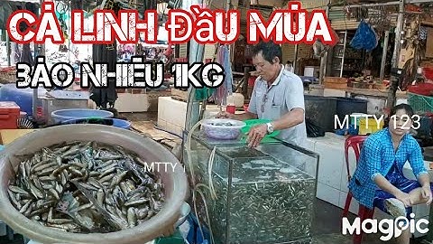 Cá linh non đầu mùa nước nổi Miền Tây tại chợ ..