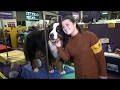 "Brute," Bernese Mountain Dog at Westminster Kennel Club Dog Show 2020