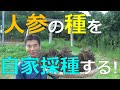 人参の種を採る　自家採種