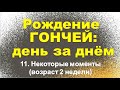 Сюжет 10. Некоторые моменты (возраст 2 недели)