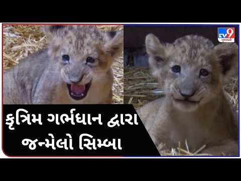 કૃત્રિમ ગર્ભધાન દ્વારા જન્મેલો સિમ્બા |TV9GUJARATINEWS