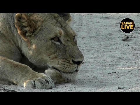 leopard print safariLIVE - Sunset Safari - March 09, 2019 - Part 2