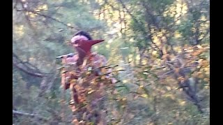 Corroboree Aboriginal Ceremony - In Honor To Naidoc Week