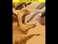 Why Allah Create Camel || আল্লাহ কেন উট সৃষ্টি করলেন || #shorts #shortvideo