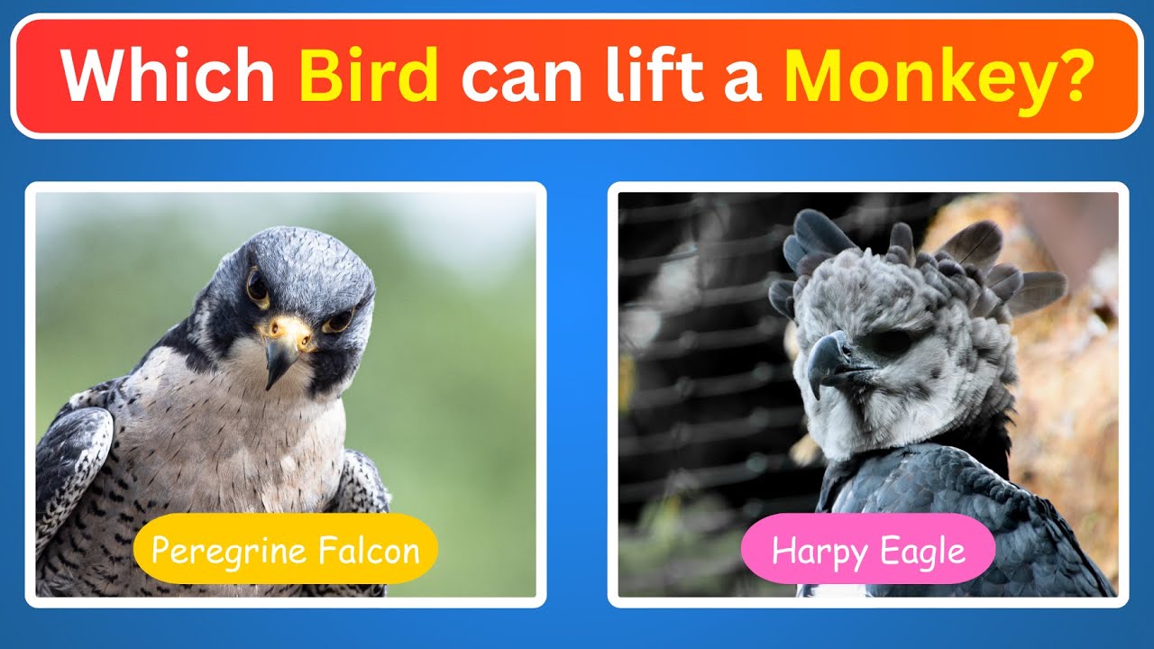 Who's that Bird? Test your Bird Knowledge! Bird Quiz for curious Kids 