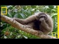 The swinging gibbon  national geographic