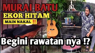 MURAI BATU EKOR HITAM MAIN ||  NAKAL ⁉️ Begini Rawatan nya ‼️