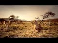Nat Geo WIld Wildlife of AFRICA Documentary HD