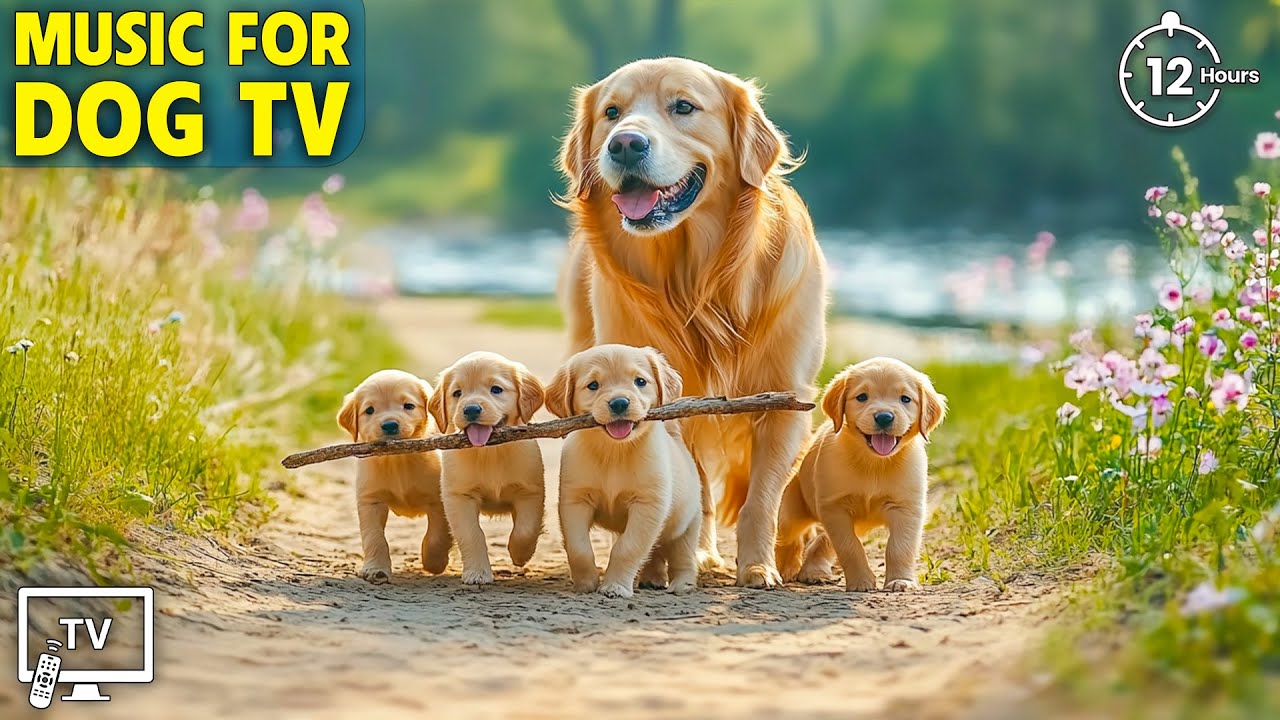 12 Hours of Dog Calming Music🐶💖Separation Anxiety Relief💖🦮Relaxing Music for Dog Sleep 12 Hours of Dog Calming Music🐶💖Separation Anxiety Relief💖🦮Relaxing Music for Dog Sleep