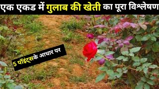 गलब क खत कब और कस कर Gulab Ke Kheti Kaise Karen, Rose Farming Business,Make Profit