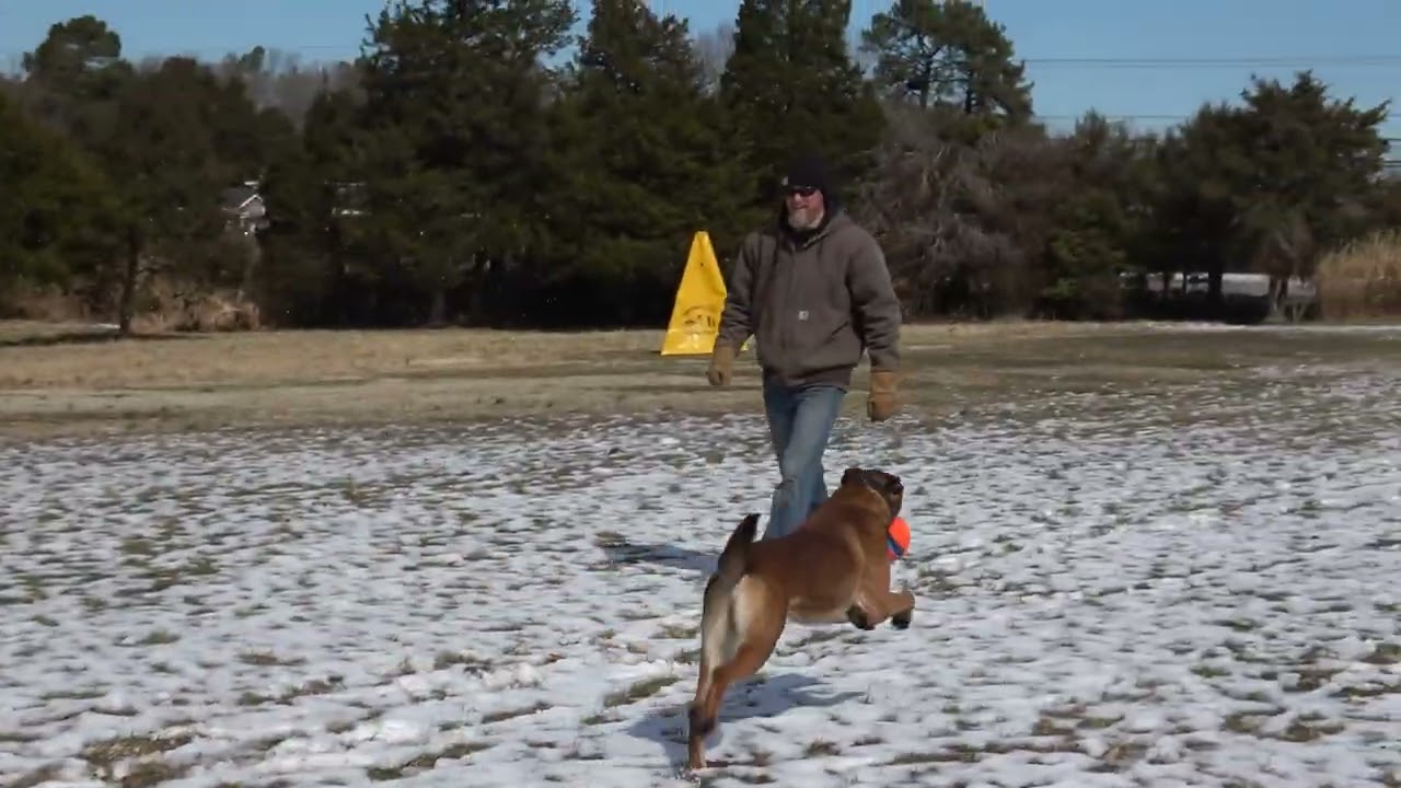 First National Trial Prep Begins — Kilo the Malinois