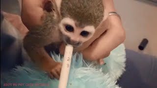 Take care of the smallest Baby Squirrel Monkey as pet