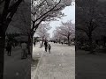 Satisfying Cherry Blossom at the park #flowers #trending #amazing #shortsfeed #viral #fypyoutube