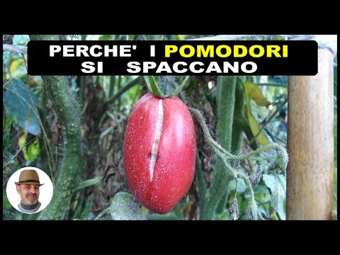 Video: Perché I Pomodori Si Spezzano?