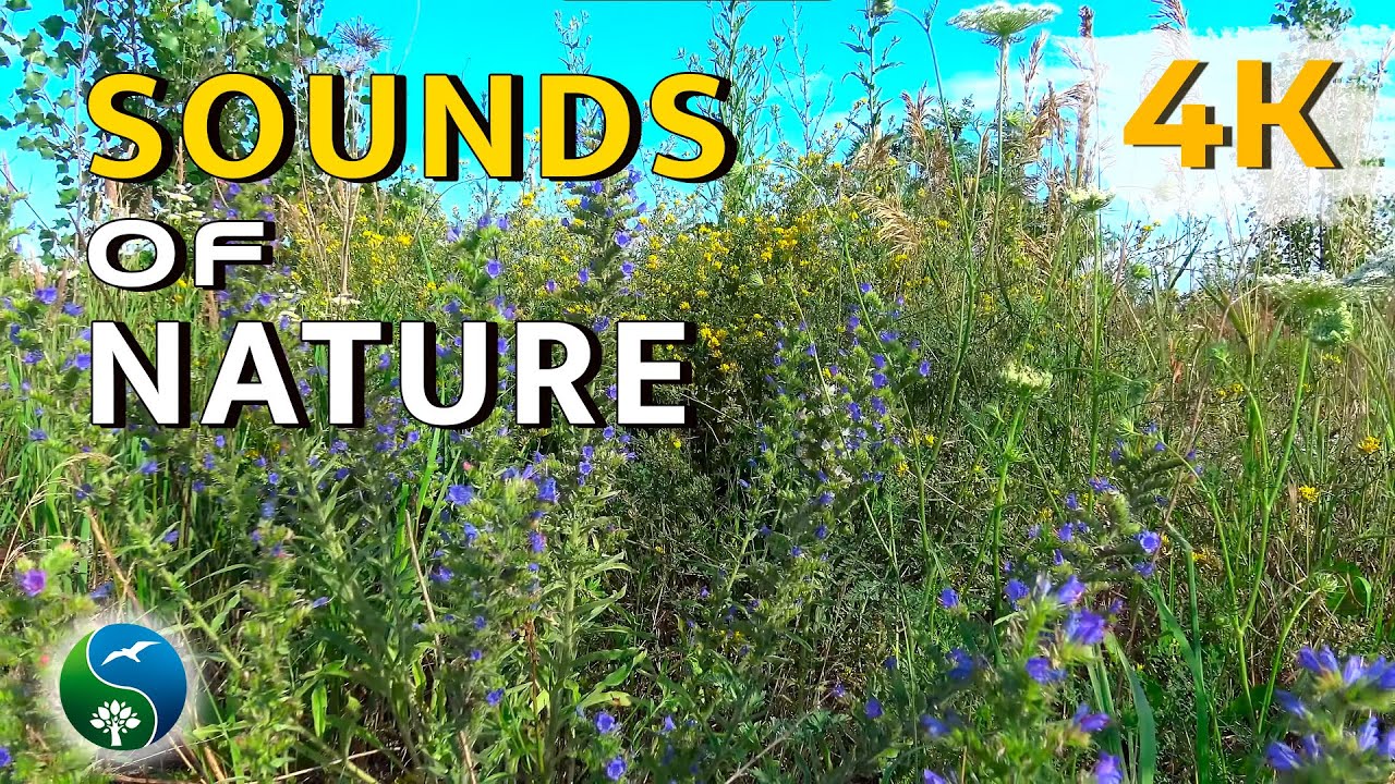 ЗВУКИ ПОЛЯ | Жужжание Пчел и Насекомых в Летних Травах для Релаксации и ...