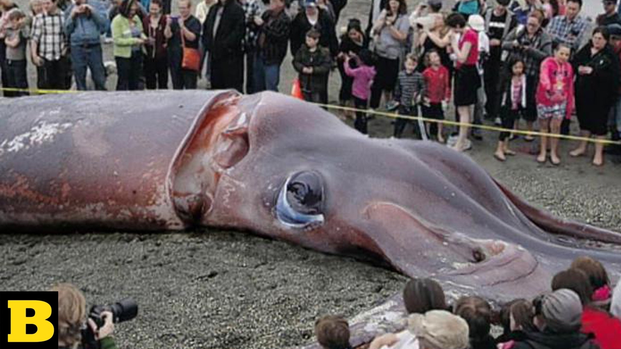 5 Terrifying Sea Creatures That Actually Exist. You Can't Believe YouTube