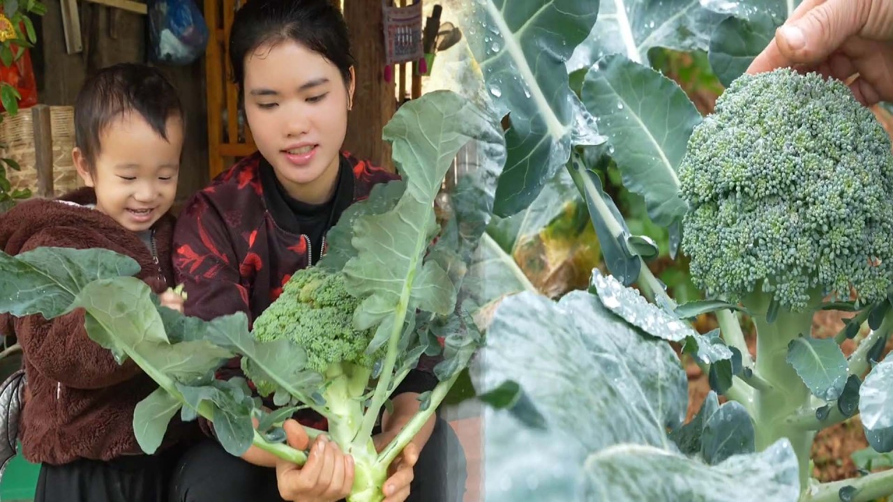 Harvesting mugwort leaves and making delicious traditional cakes to sell at the market | in Vietnam