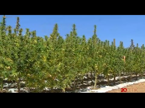 Video: Di bagian afrika selatan mana dagga bermasalah?