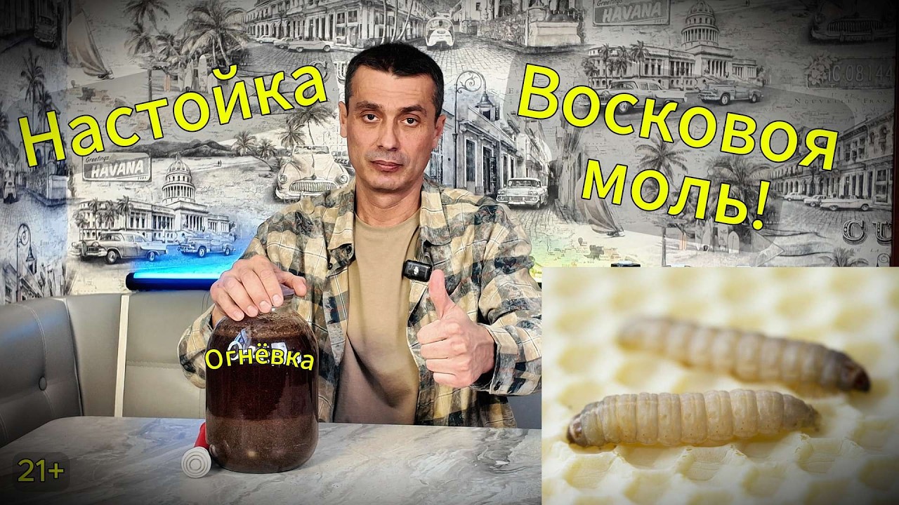 Настойка из МОЛИ - это Чудо!