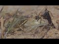 Frogs try to eat a honey bee / As rãs tentam comer uma abelha / Frösche wollen eine Biene fressen