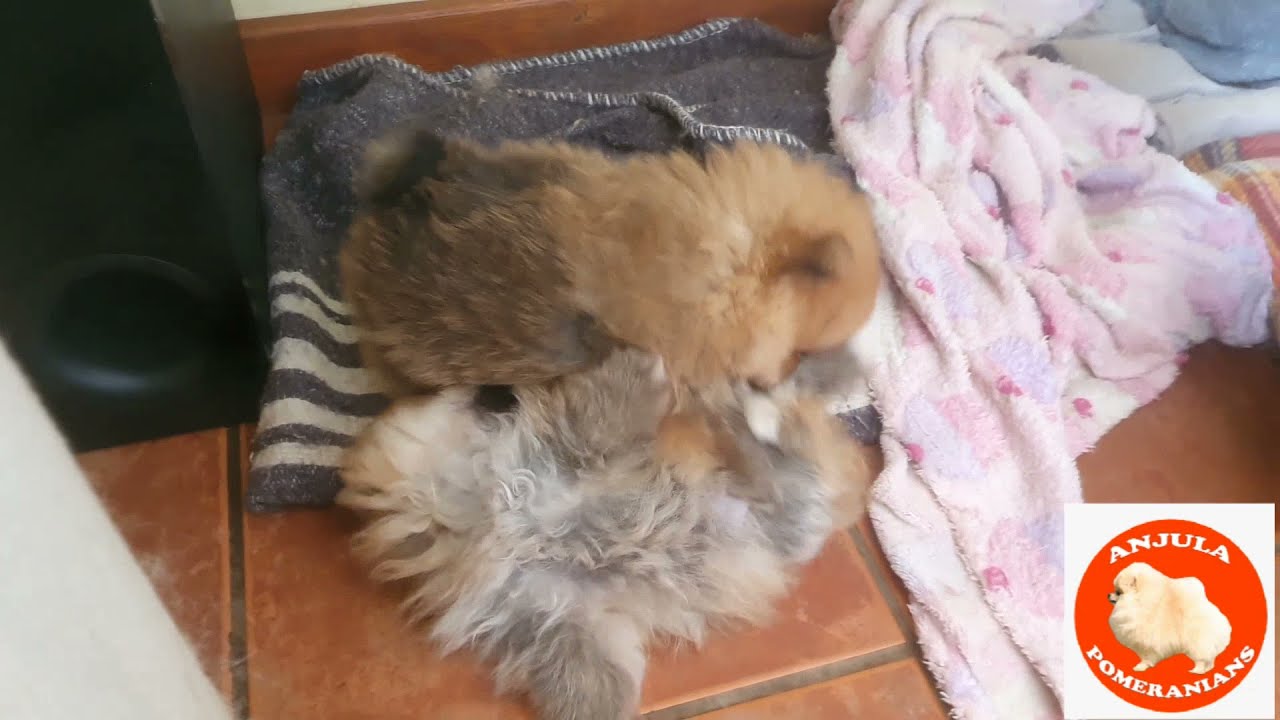 Culture Pom Pomeranian puppies playing Anjula Pomeranians Toy Poms