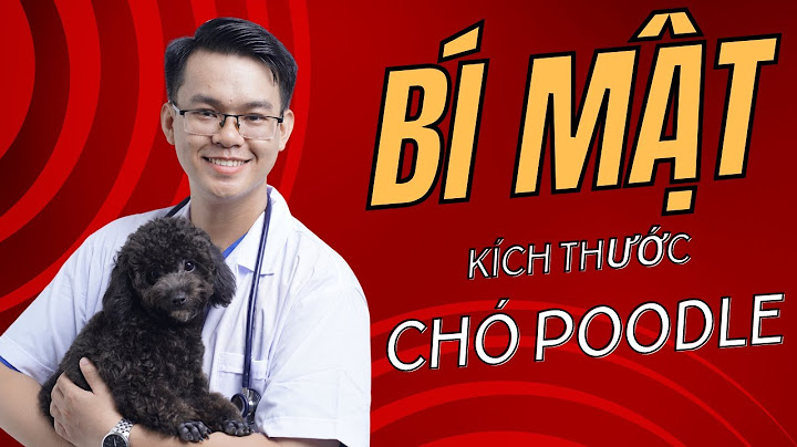 Chó poodle bò sữa giá bao nhiêu năm 2024