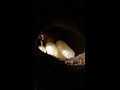 How ant Colonies Fall Apart After Wasp Chemical Takeover - Wildlife Facts