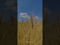 Happy Baisakhi Everyone #youtubeshorts #baisakhistatus #baisakhifestival #crops