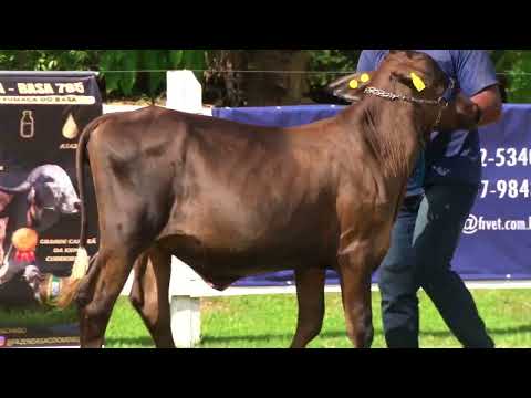 LOTE 78   FAZENDA SÃO DOMINGOS   837