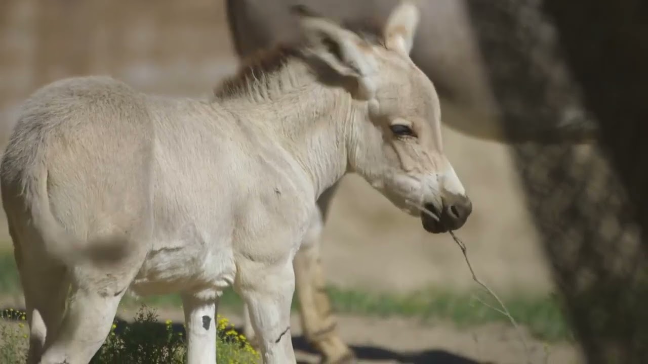 Equus africanus somaliensis