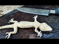 How to cut and clean a gecko