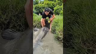 Seorang Nelayan Berhasil Mendapatkan Lele Terbesar Di Dunia